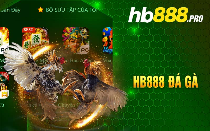 hb888 đá gà